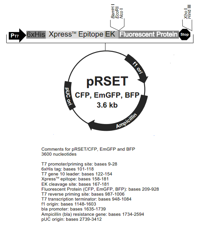 pRSET-BFP载体图谱